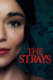 The Strays คนหลงทาง